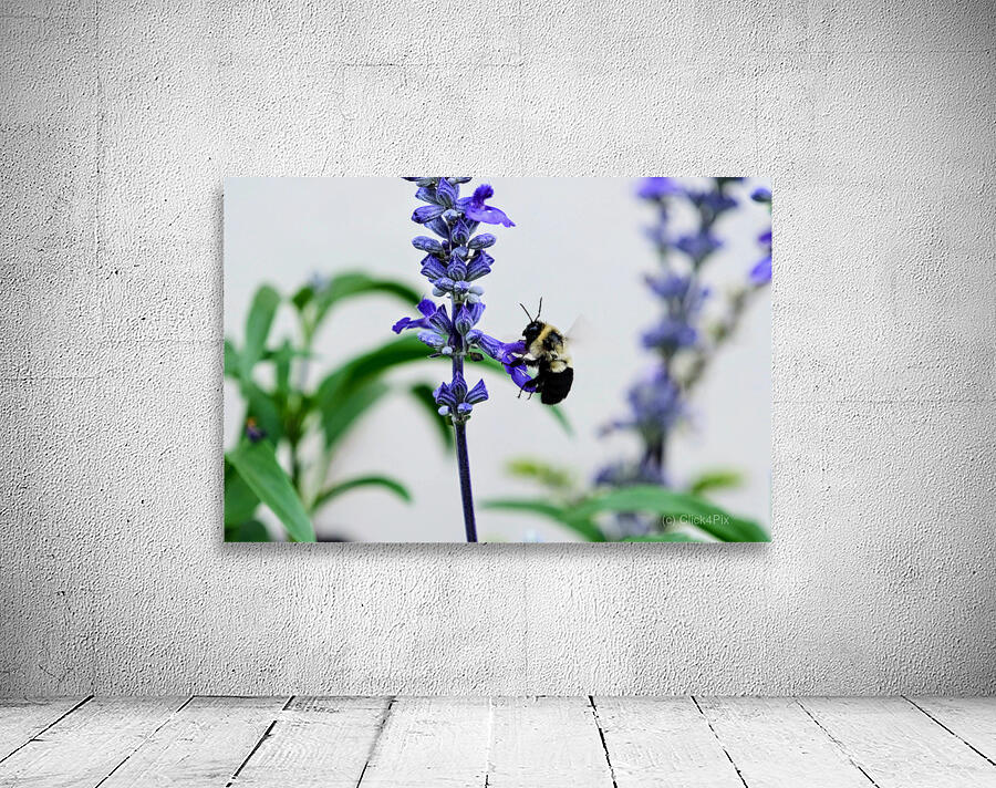 Just A Blue Salvia Buzzing Bee Wall Preview