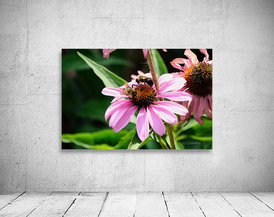 Duo at Dawn: Bees on the Coneflower’s Crown Wall Preview