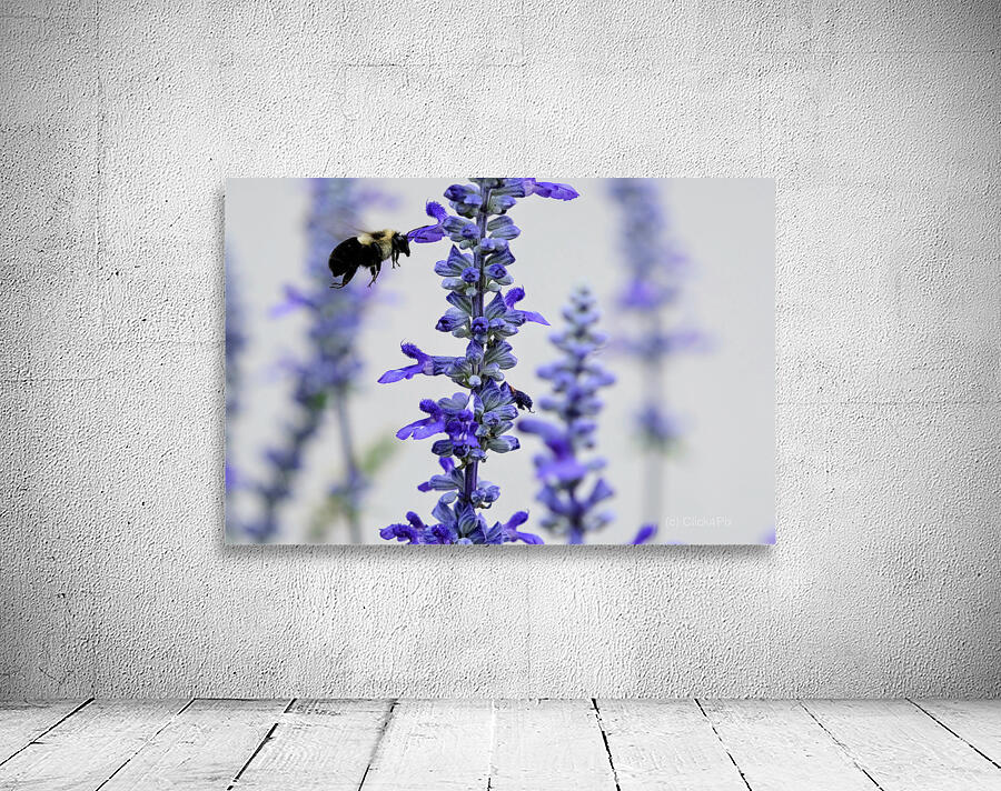 Salvia Bloom & the Pollinator Wall Preview