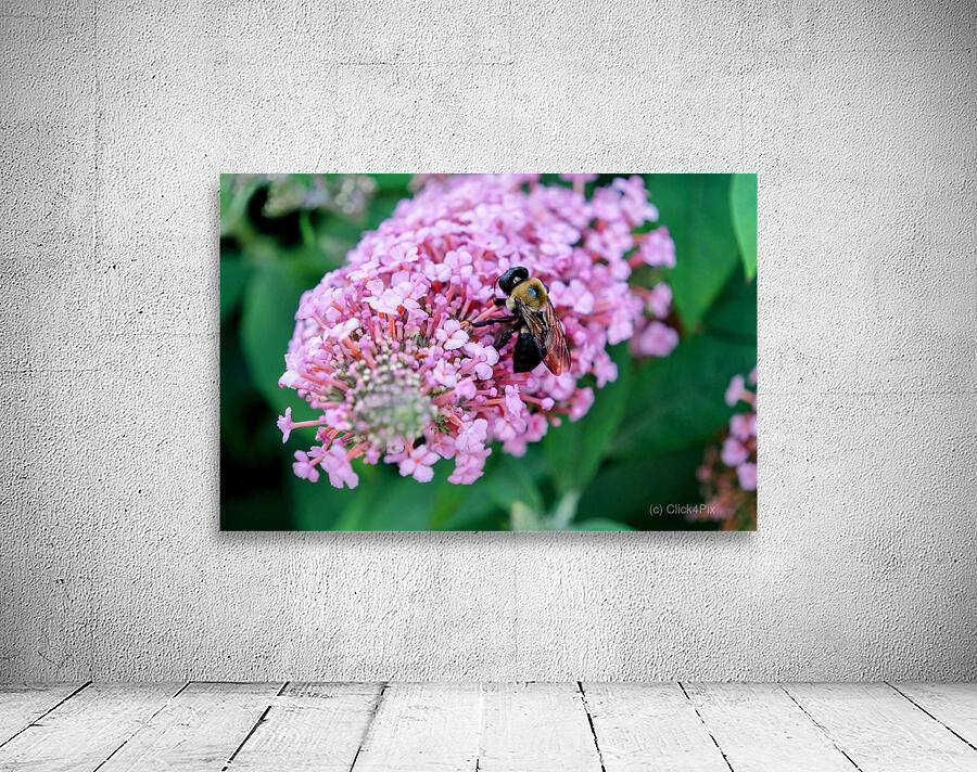 Bee Still on Butterfly Bush Wall Preview
