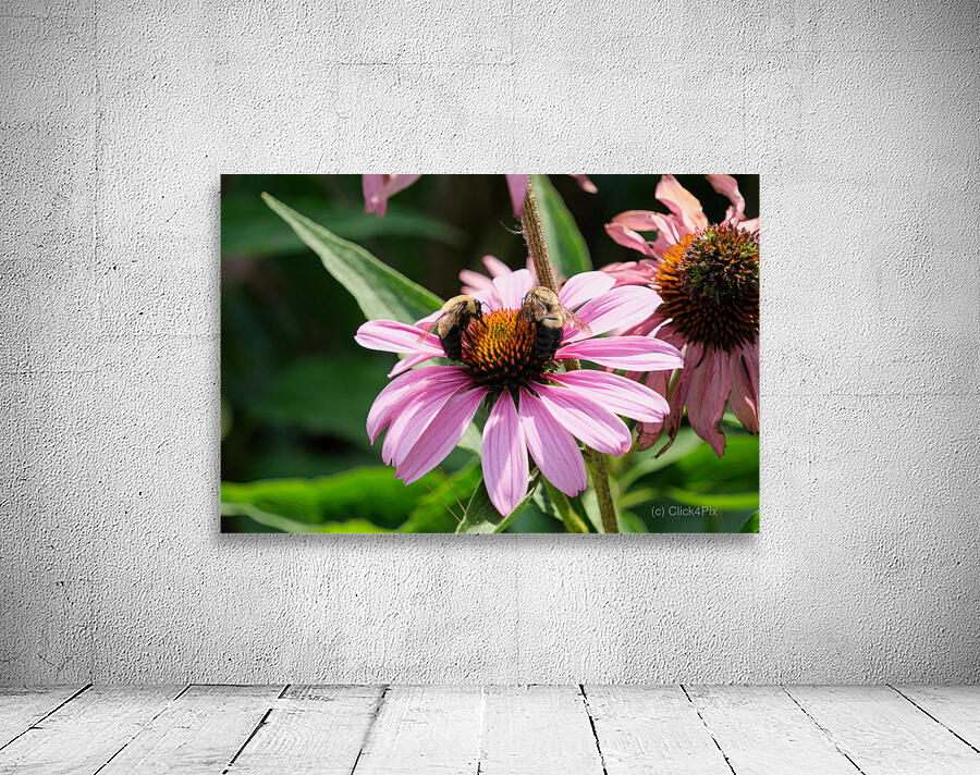 The Harmony of Pollination: Twin Bees on a Purple Coneflower Wall Preview