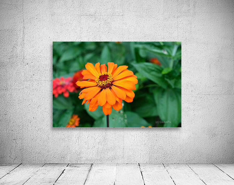 Orange You Royale King Zinnia Wall Preview
