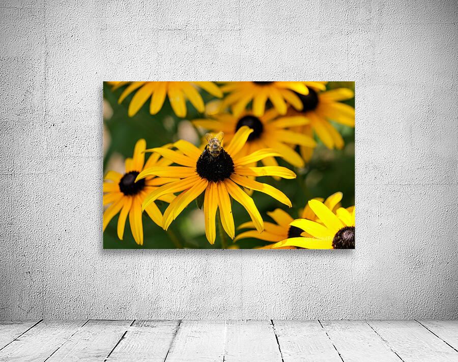 Bee One with Black-Eyed Susan Wall Preview