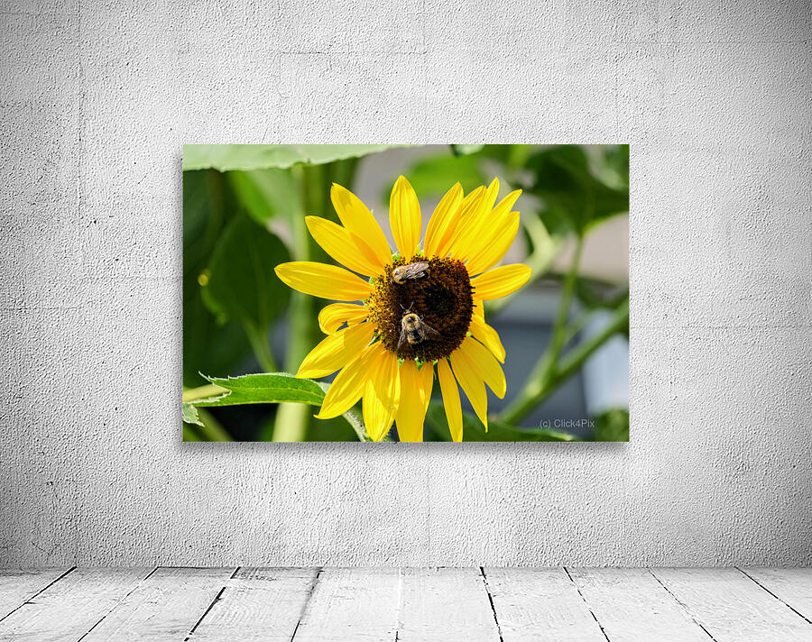 The Sunflower Keeps Time for Two Wall Preview