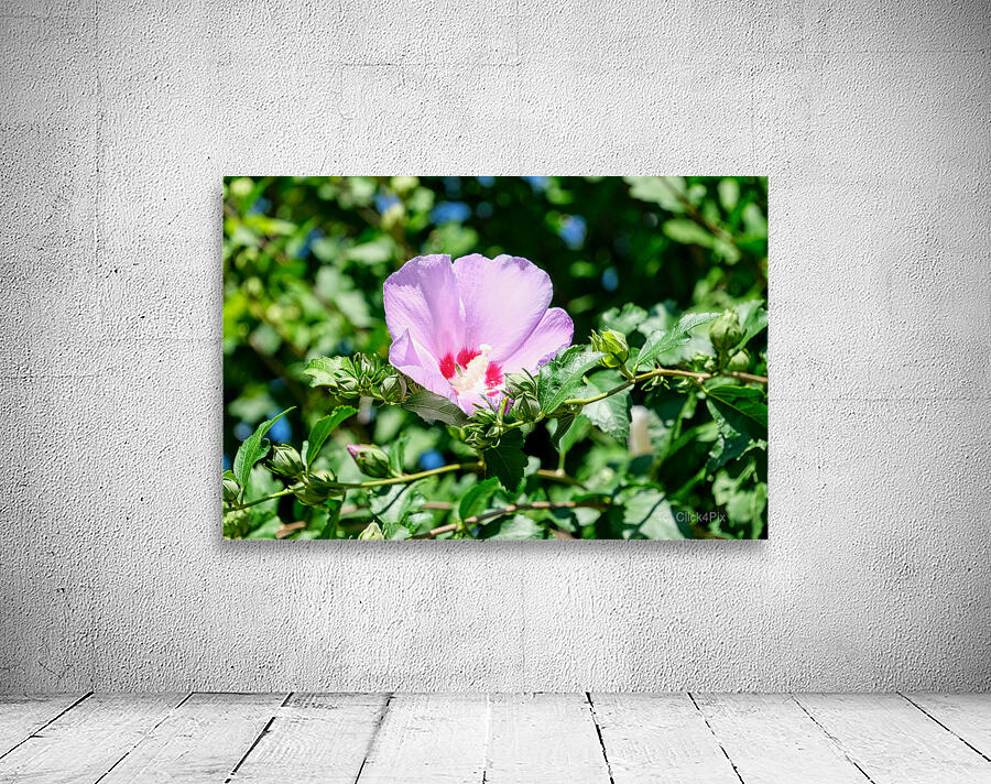 A Hibiscus Glimpse into Nature’s Heartbeat Wall Preview