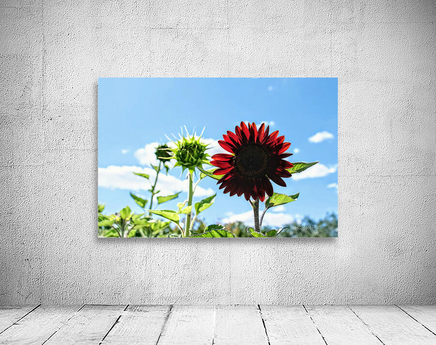 Bloom of the Dark Sun Flower Wall Preview