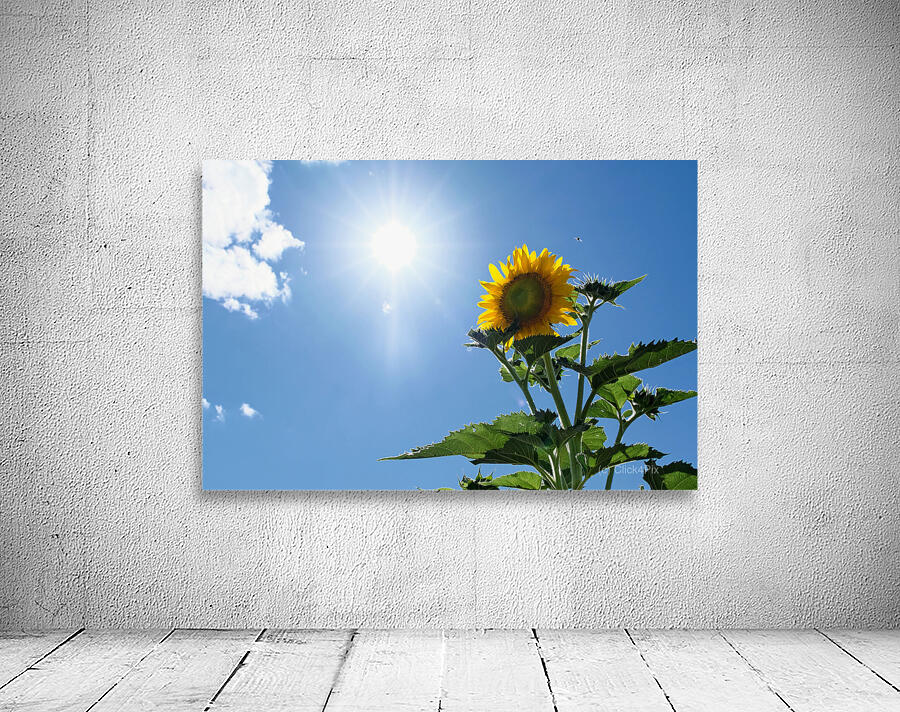 Skyward Confession: A Sunflower’s Secret Wall Preview