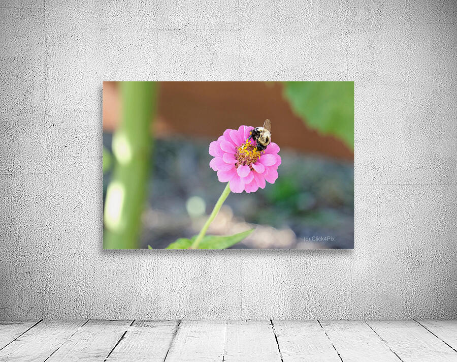 The Quiet Provider: Portrait of Pollination Wall Preview