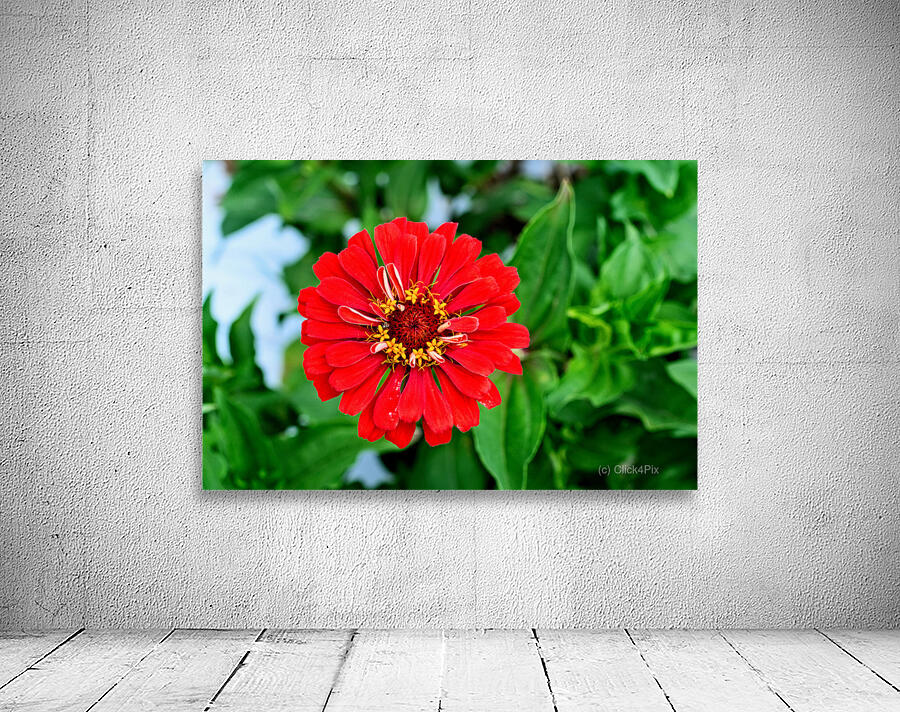 A Zinnia in Meditative Bloom Wall Preview