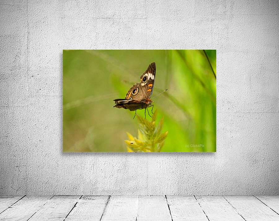 Buckeye Butterfly: Nature’s Tiny Oracle Wall Preview