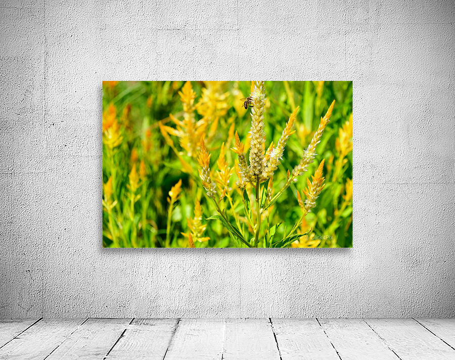 Yellow Wool Flower: Fields of Fire and Flight Wall Preview