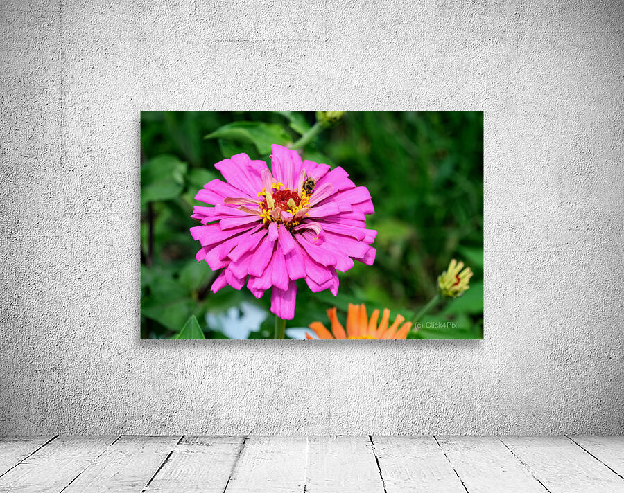 Buzzing Secrets of a Summer Queen Wall Preview