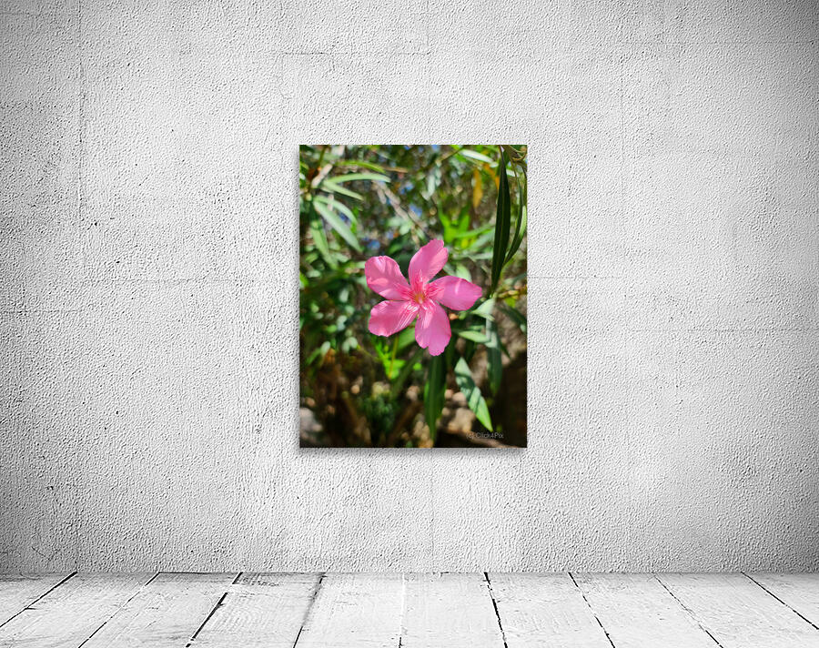 Sun-Kissed Solitude Wall Preview