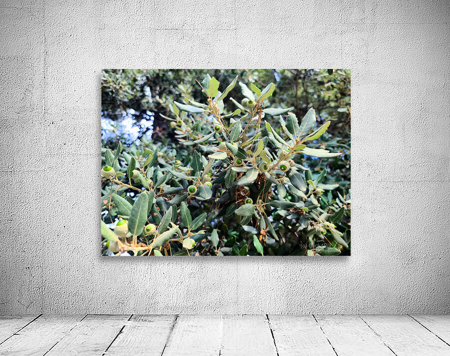 Acorn Awakening Wall Preview