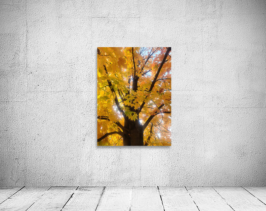 Golden Hour Tree Time: Crowned by Fall Wall Preview