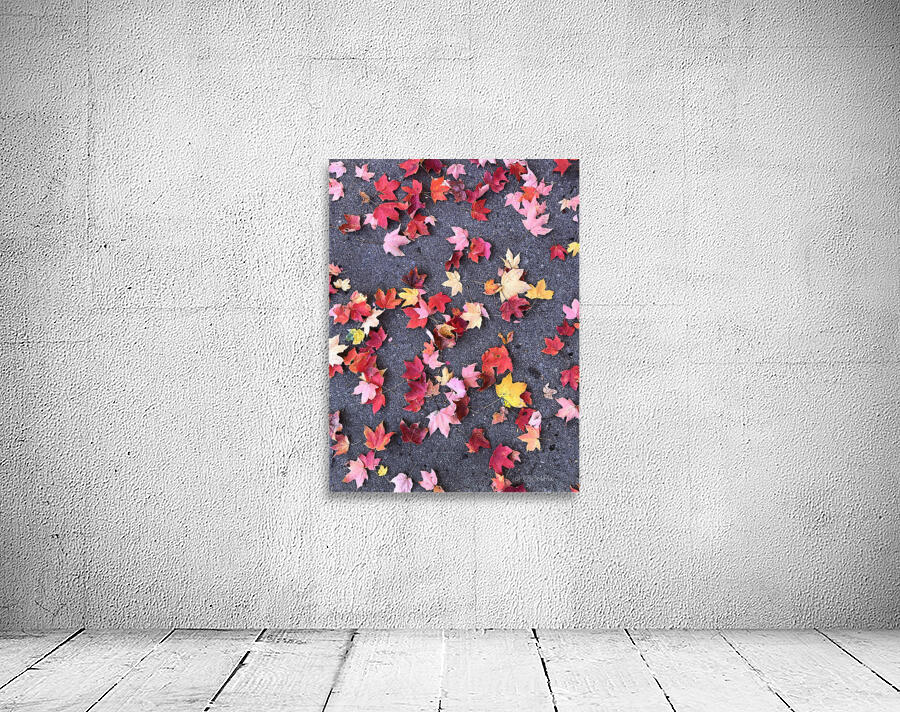 Grounded in Colors 1B Wall Preview