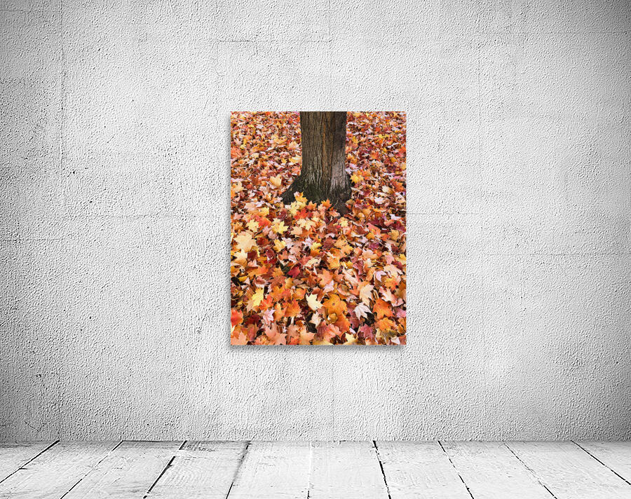 Leaves Me Stumped 1A Wall Preview