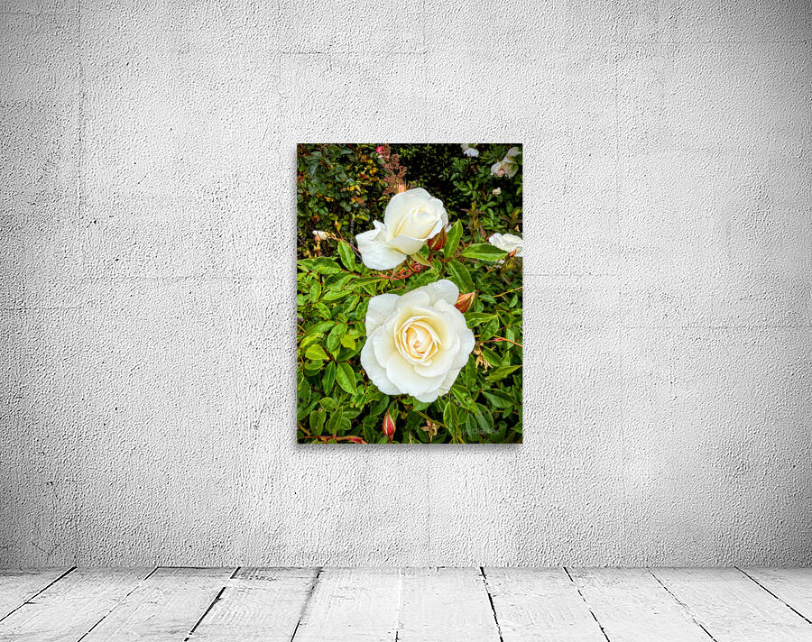 White Rose: Porcelain Breeze Wall Preview