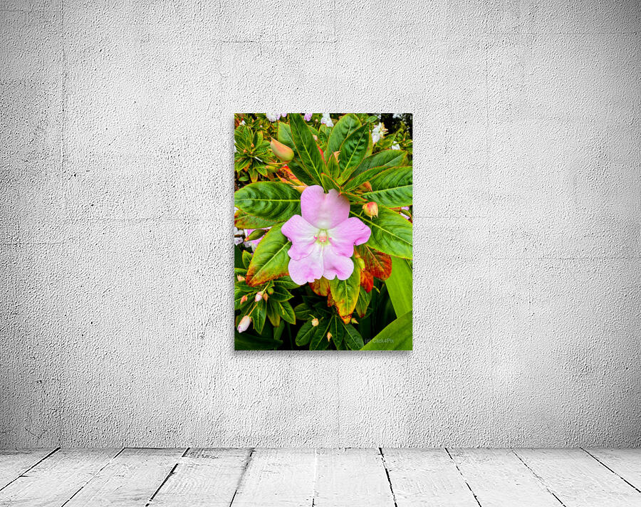 Impatiens: Soliloquy in Pink Wall Preview