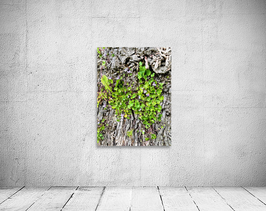  Ivy-leaved Toadflax: A Green Defiance Wall Preview