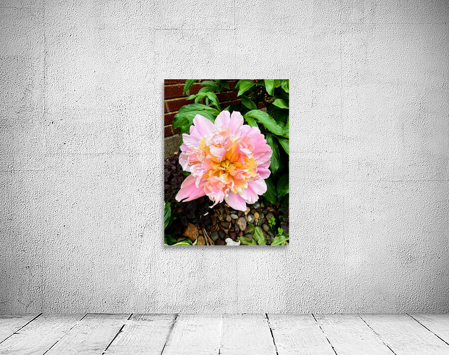 Raspberry Sundae: The Painter’s Peony Wall Preview
