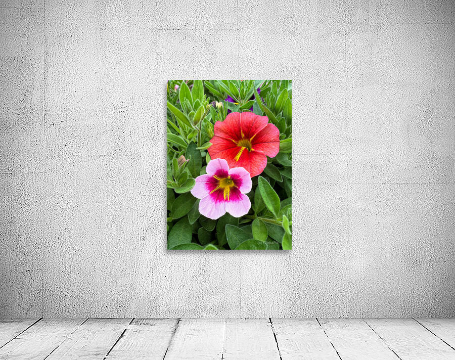 Duet in Full Color Wall Preview