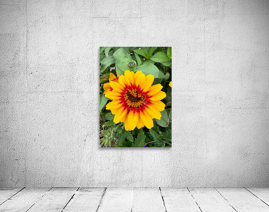 Solflare Echo Wall Preview