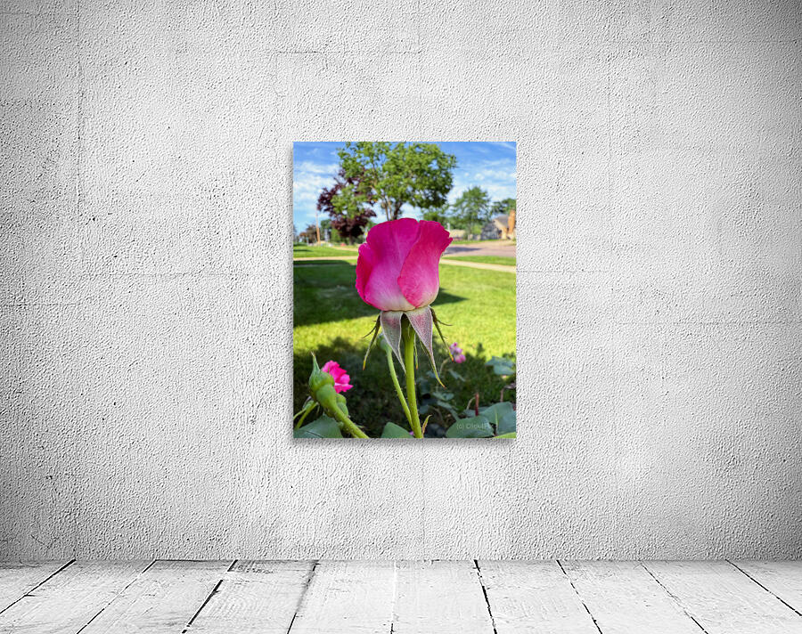 The Rose That Waits: Patience in Pink Wall Preview