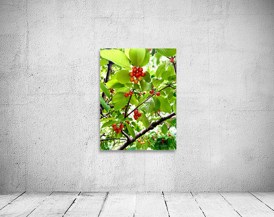 Emerald Boughs and Scarlet Promises Wall Preview