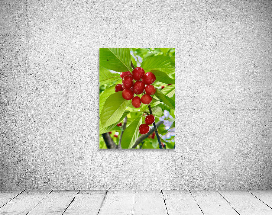 The Cherry Covenant: Nature’s Silent Promise Wall Preview