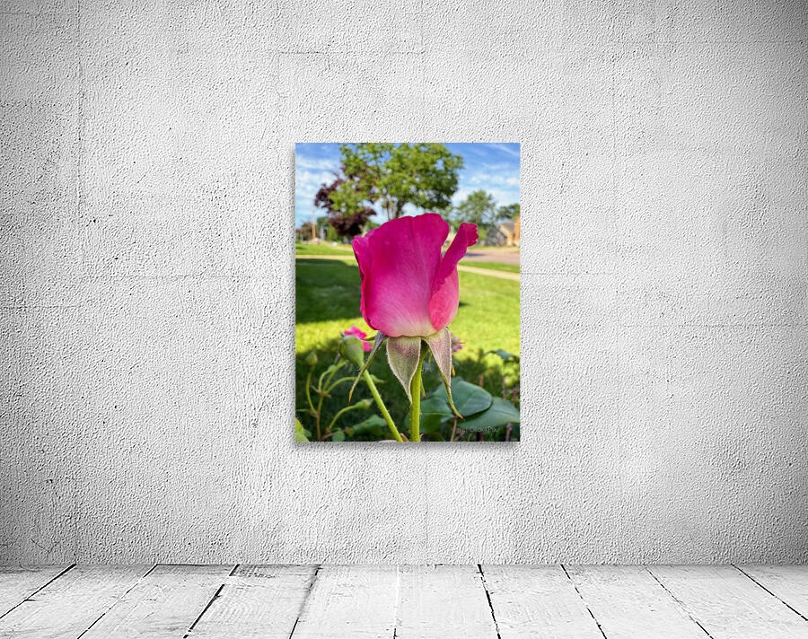 The Blush Before the Bloom Wall Preview