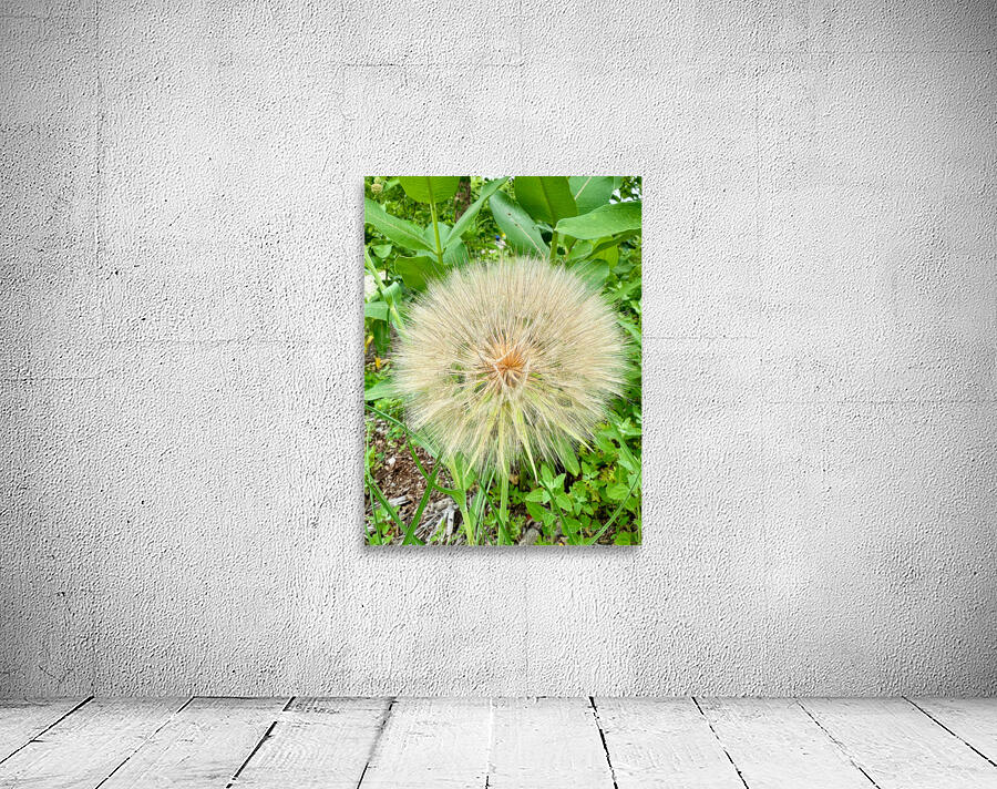 Prairie Starburst: A Prayer in Plant Form Wall Preview