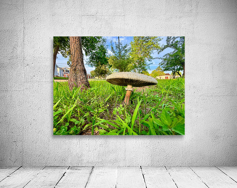 The Lone Umbrella of Morning Light Wall Preview