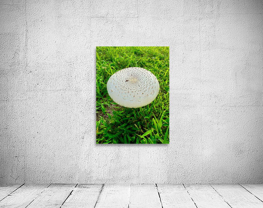 Fungal Solar Disc Wall Preview