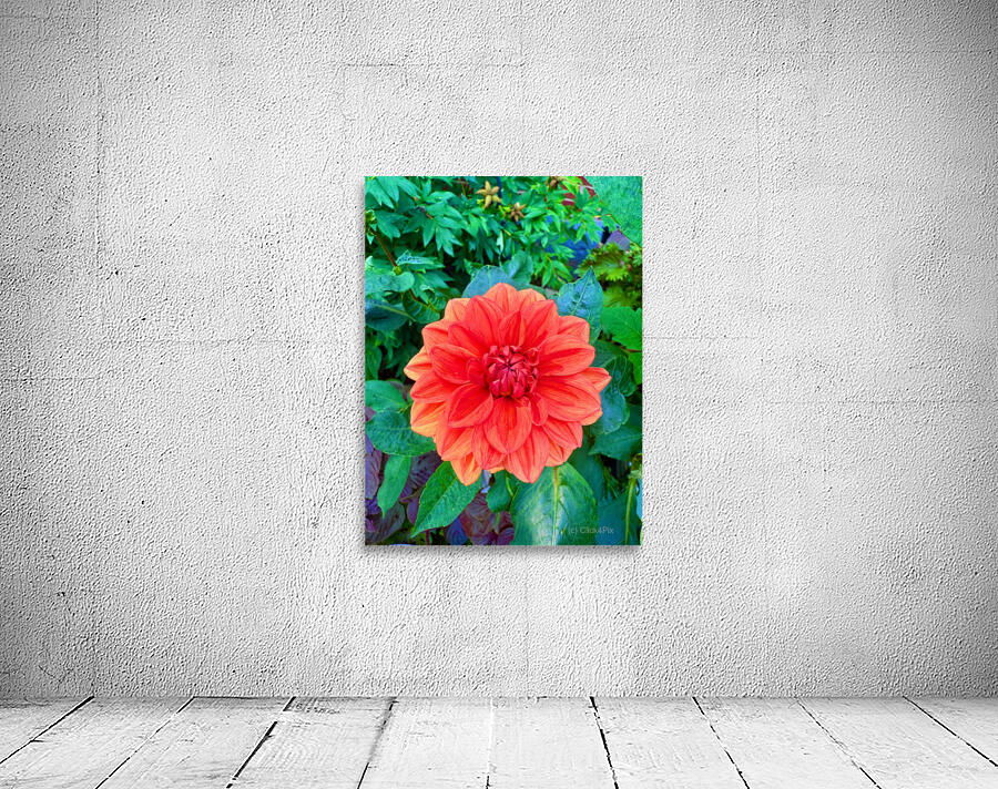 Dahlia Inferna: The Flame That Blossoms Wall Preview