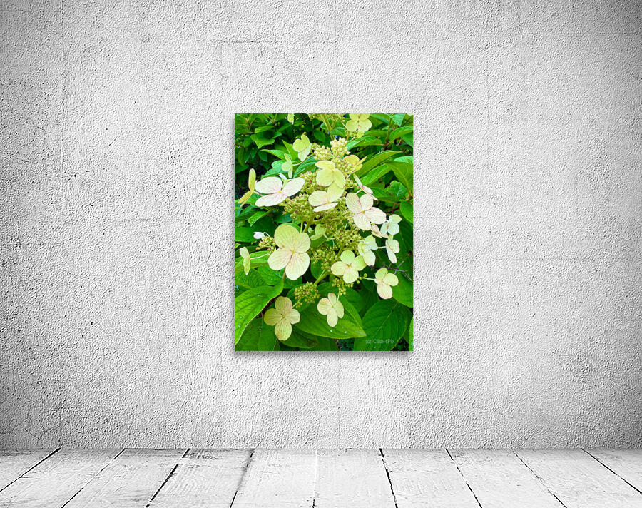 Pale Hydrangea Cluster Wall Preview