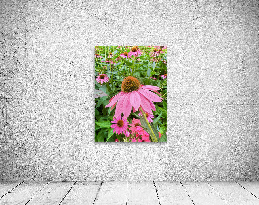 Echinacea Ensemble Wall Preview