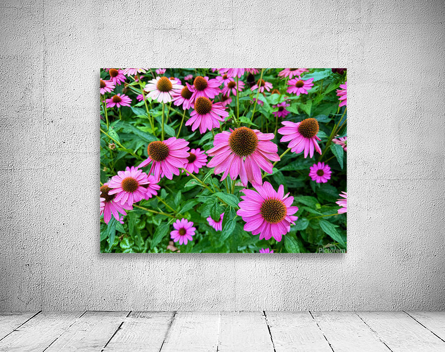 Field of Echinacea Dreams Wall Preview