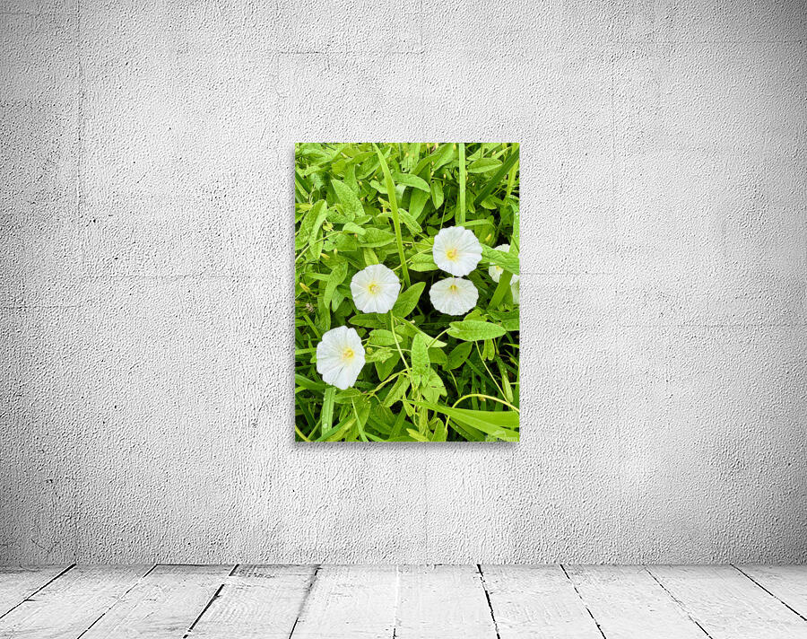 Clustered Bindweed Flowers Wall Preview