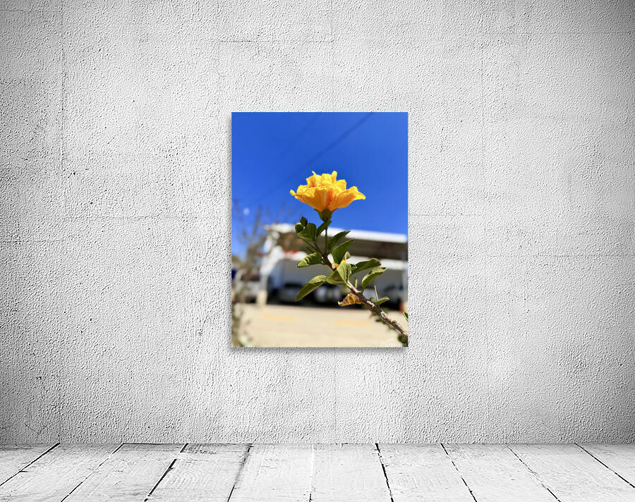 IMG 9796 Wall Preview