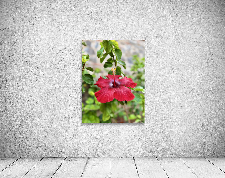 IMG 9953 Wall Preview