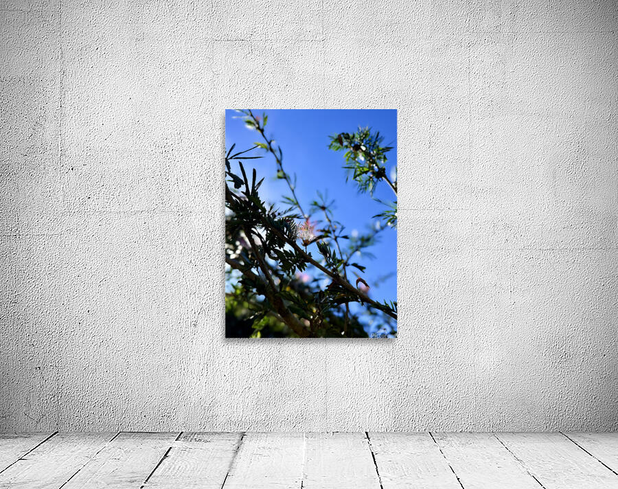 IMG 0029 Wall Preview