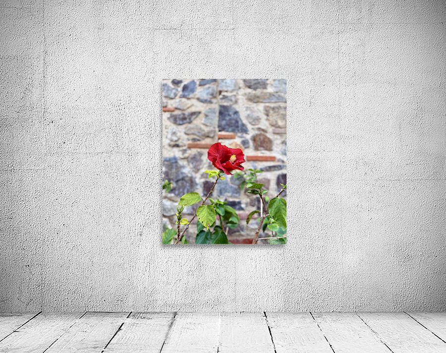 IMG 9956 Wall Preview