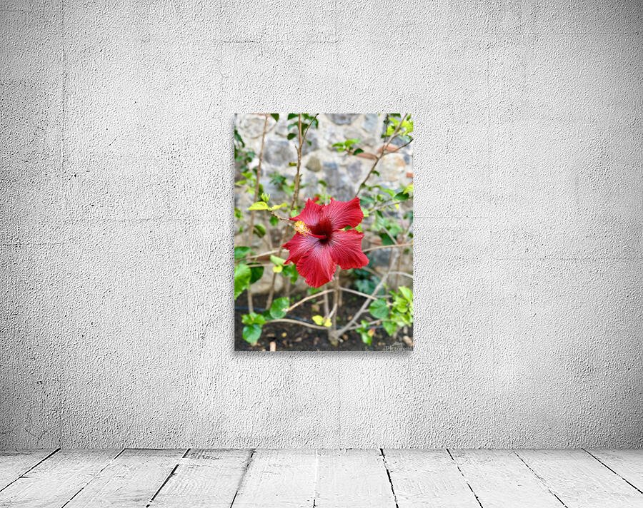 IMG 9955 Wall Preview