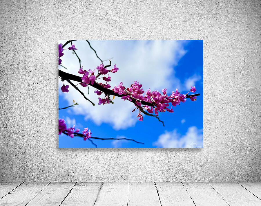 IMG 1702 Wall Preview