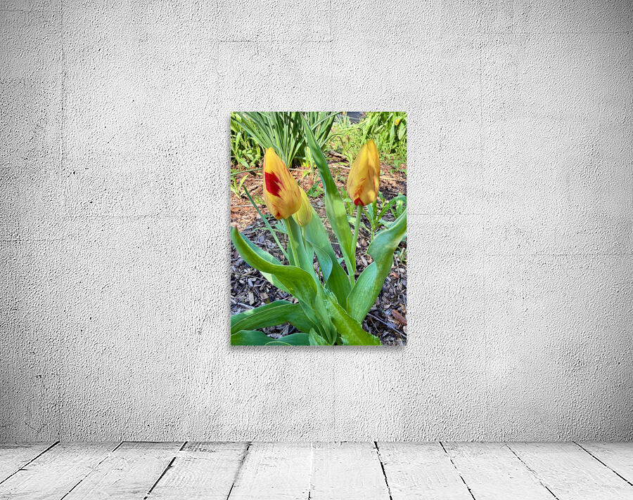 IMG 1613 Wall Preview