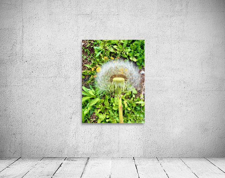 IMG 1757 Wall Preview