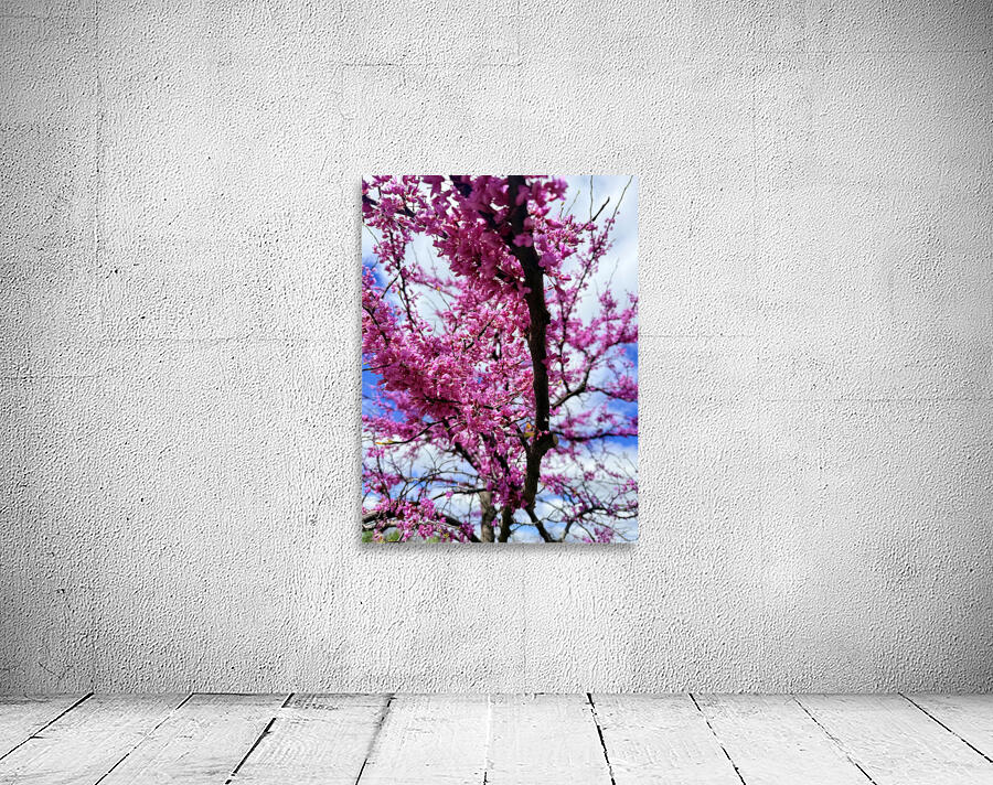  Redbud in Full Glory Wall Preview