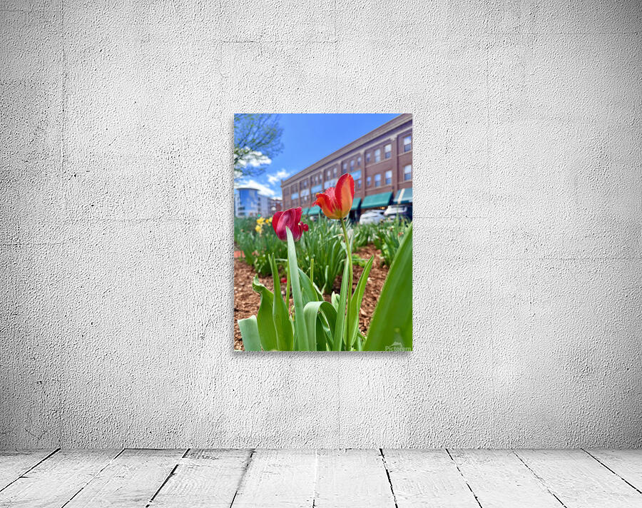 IMG 1602 Wall Preview