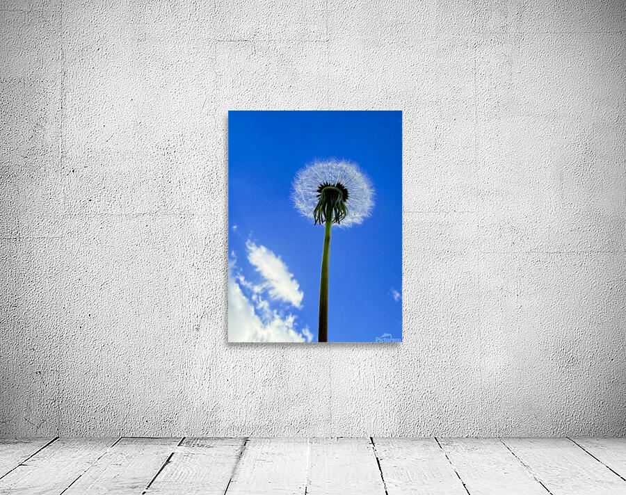 IMG 1764 Wall Preview